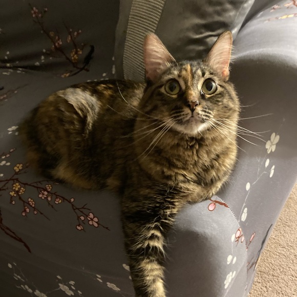 Meet your Posher, Stephanie - Picture 6 of 7